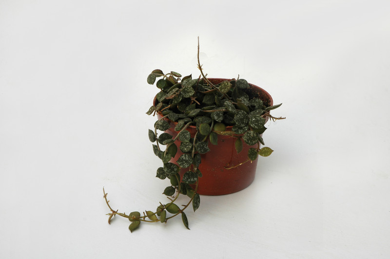 hoya curtisii 6554