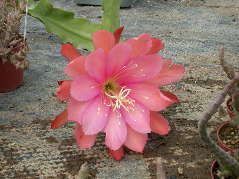 eh rose queen 8791 01 