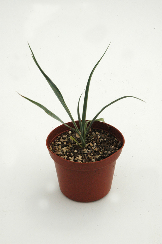 yucca reverchonii 03