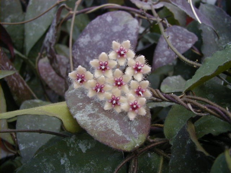 hoya caudata flower