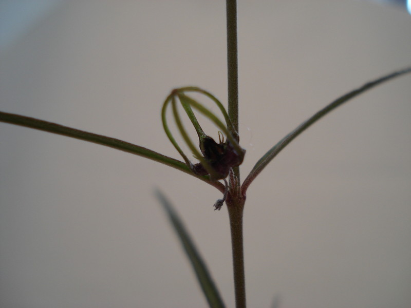 brachystelma gracile 161