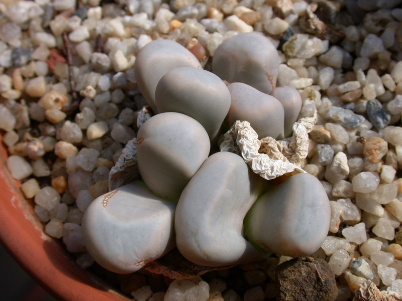 lithops olivacea 06