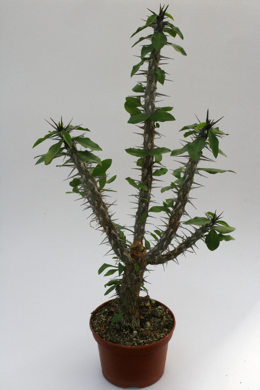 euphorbia bevilaniensis 0625