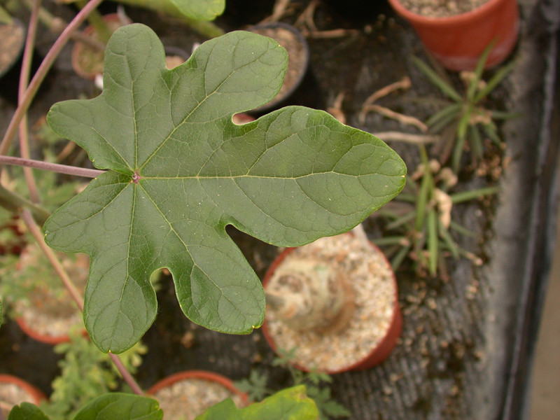 uncarina roesliana 02