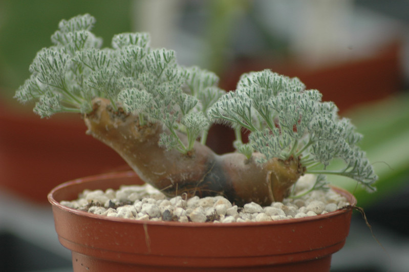 sarcocaulon multifidum 02