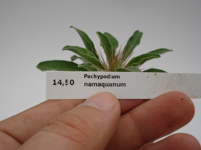 pachypodium namaquanum 750
