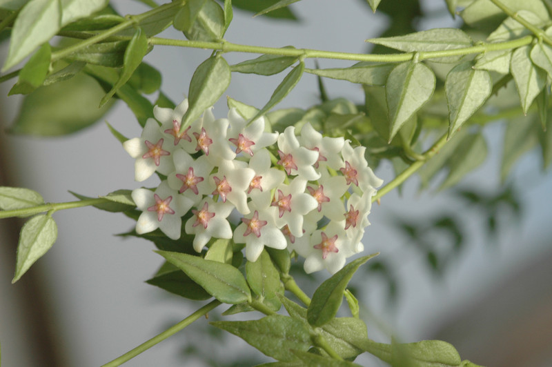 hoya lanceolata 8335 04