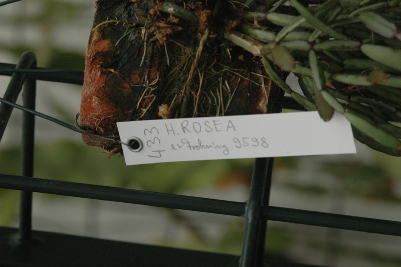hatiora rosea frohning 9598 rbi 433 9392