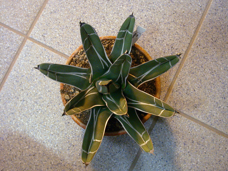 agave ferdinandis regis1
