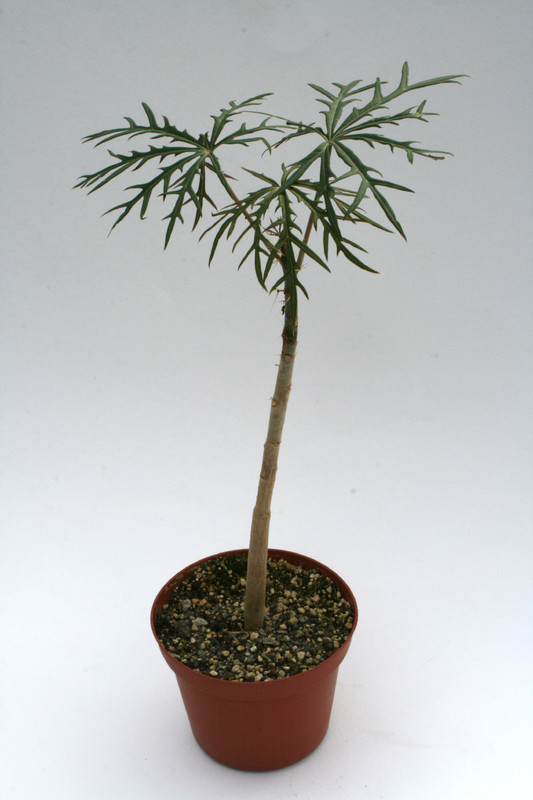 jatropha multifida 7277