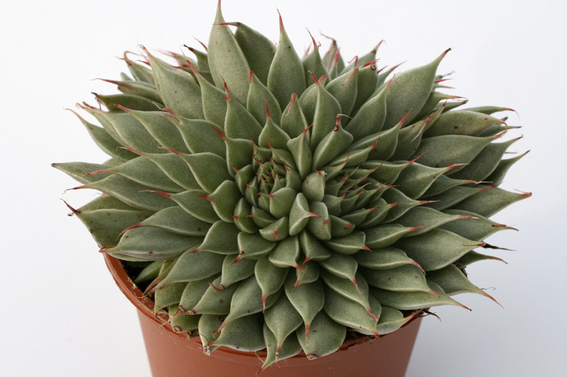 graptovera silver star 7267