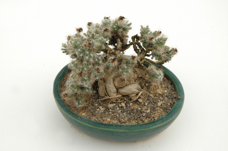 trichodiadema densum bonsai 02