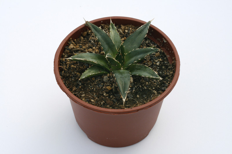 agave victoria reginae compacta 7856