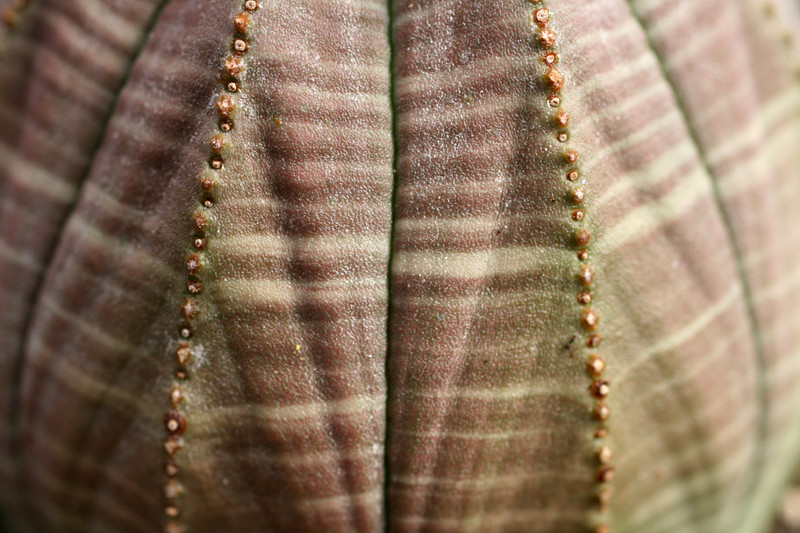 euphorbia obesa 0327