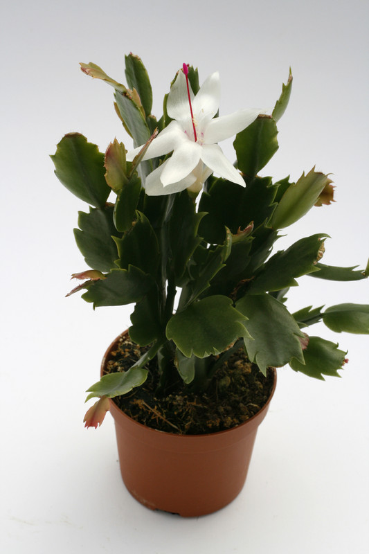 schlumbergera malissa 8830