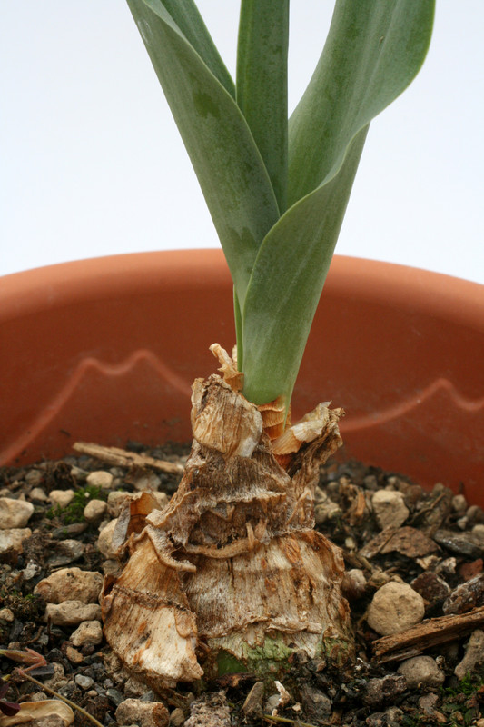 urginea maritima 0715
