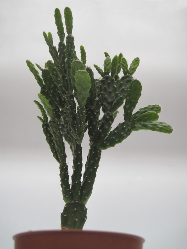 schlumbergera opuntioides 7724