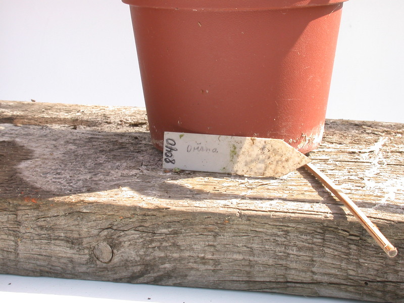 eh oriana 8040 436