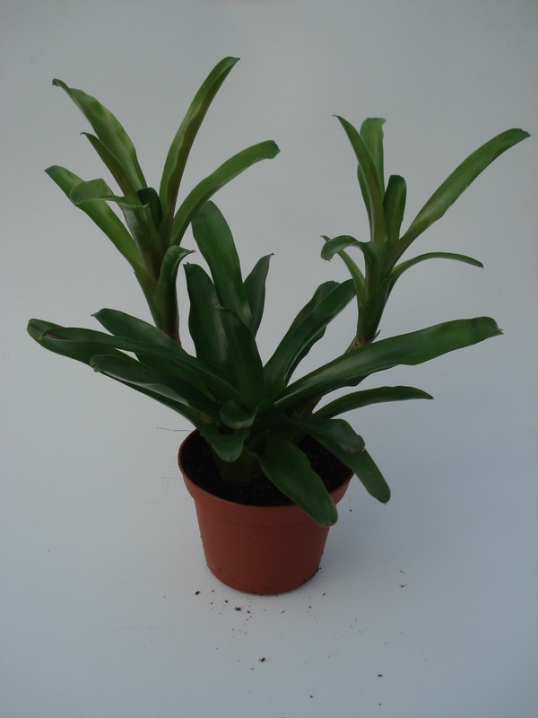 neoregelia schultesiana fireball 4587