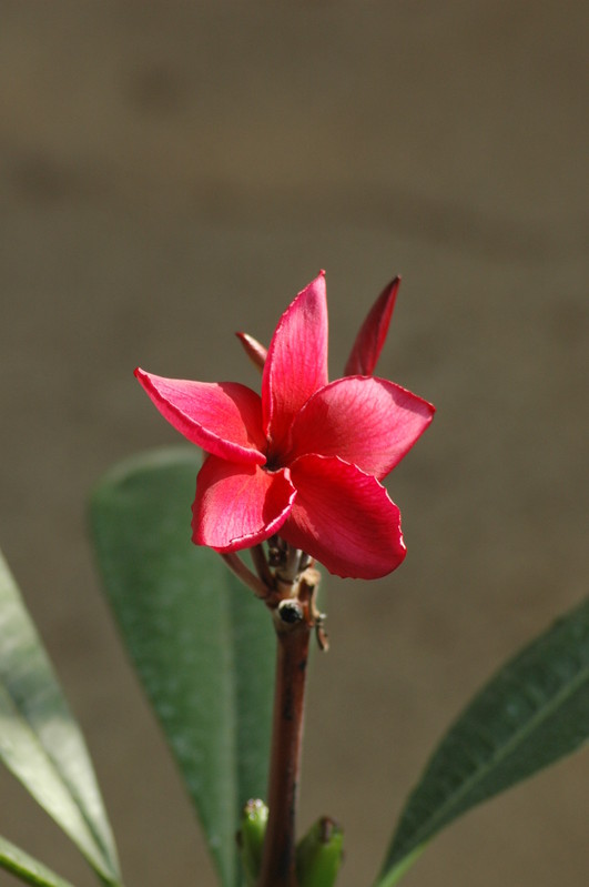 plumeria rot 717