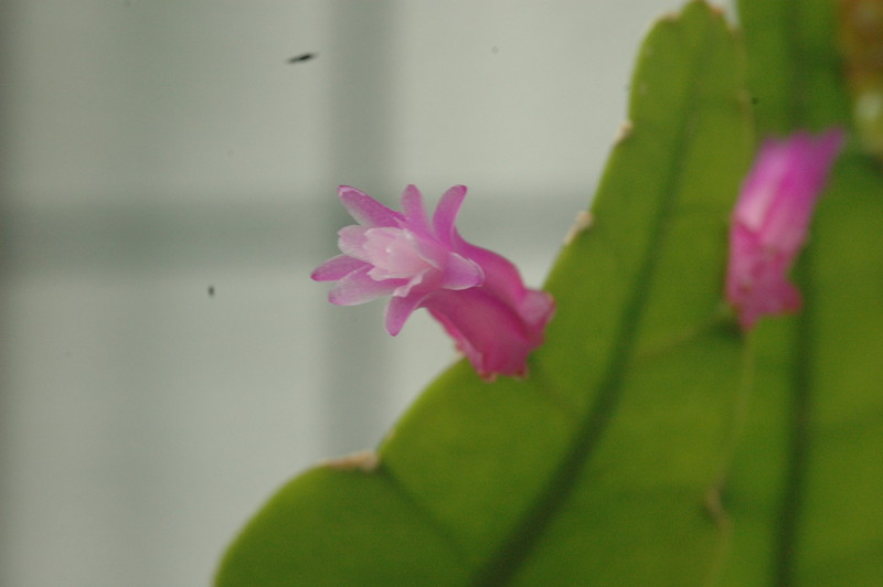 disocactus amazonicus pino 97 17 341 9367