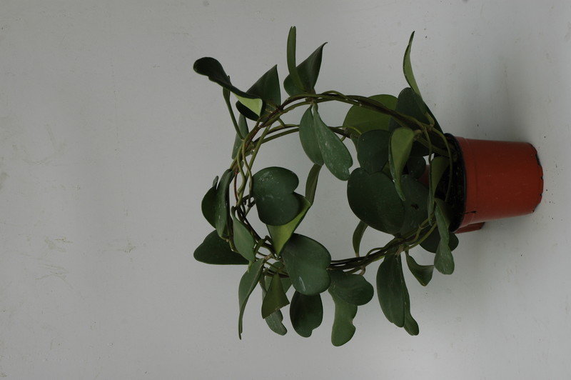 hoya kerrii 6526