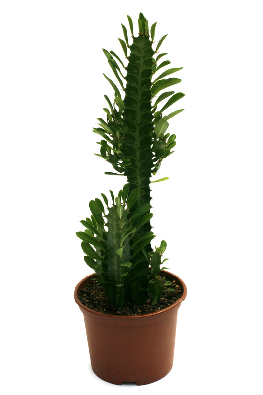 euphorbia trigona 0600