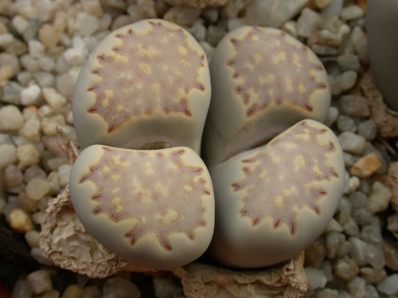 lithops julii fulleri 05
