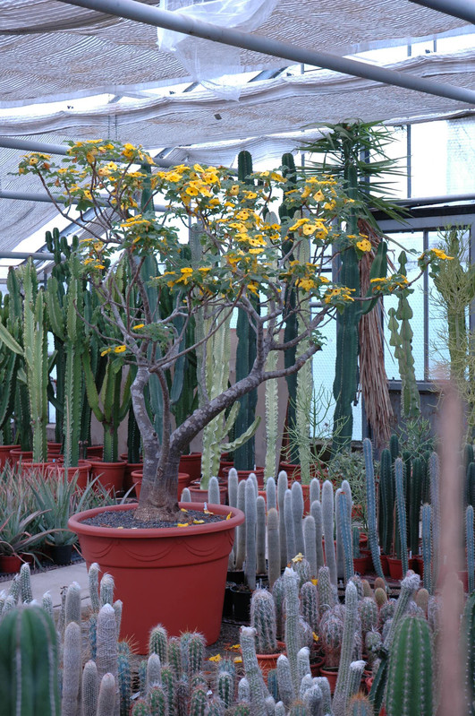 uncarina roeoesliana solitaer 01