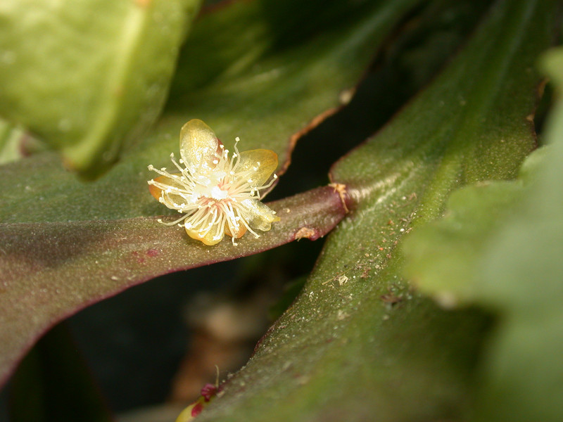 rhipsalis chloroptera1 7