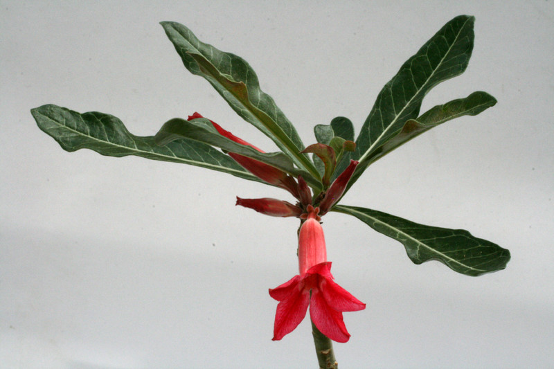 adenium cv pha dao 9999