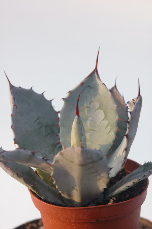 agave shrevei matapensis matape son 8558