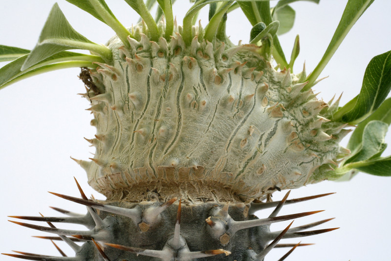 pachypodium densiflorum cristatum ve 9988