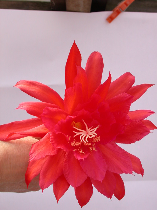 eh spring fling 9292 263