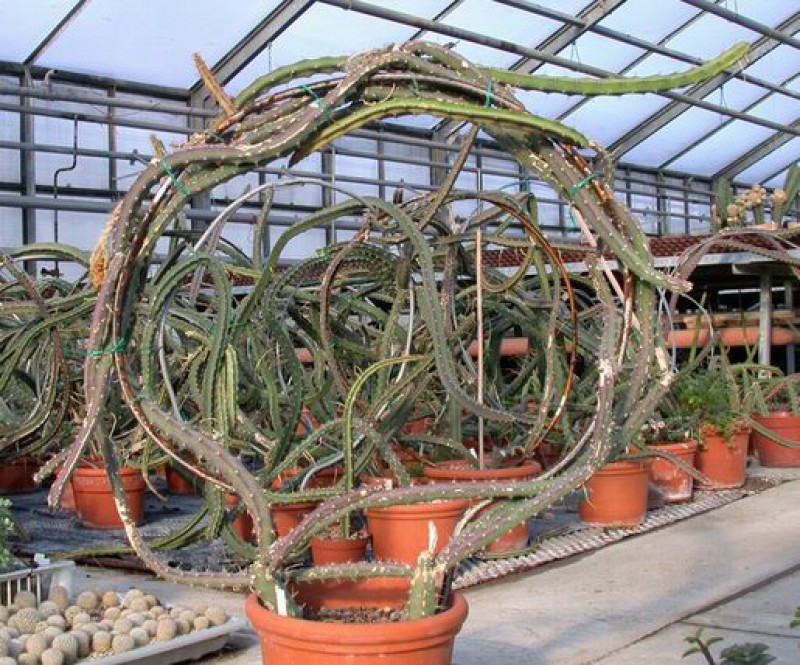 selenicereus grandiflorus 03