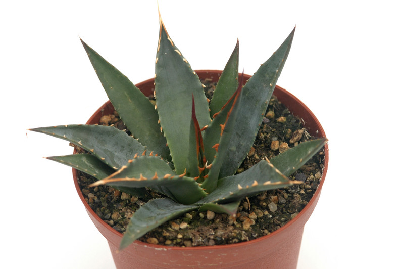 agave utahensis kaibabensis 8740