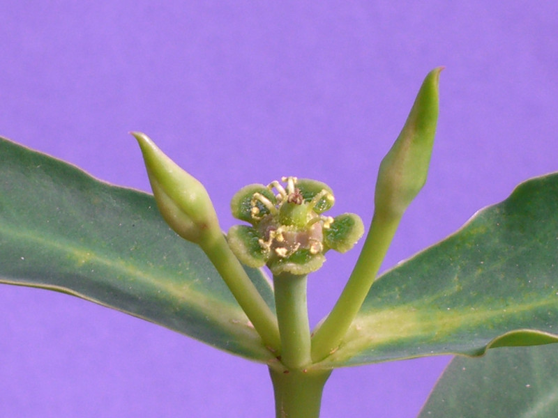 euphorbia maritae 0142