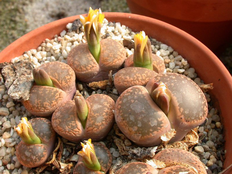 lithops aucampiae c2 02