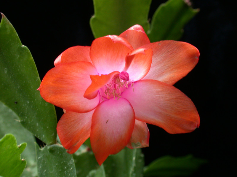 schlumbergera orange devil 04