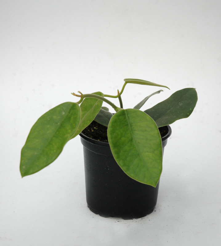 hoya lauterbachii 6542