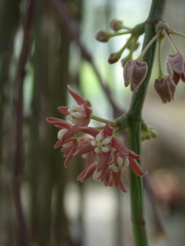 sarcostemma vanlessenii 02