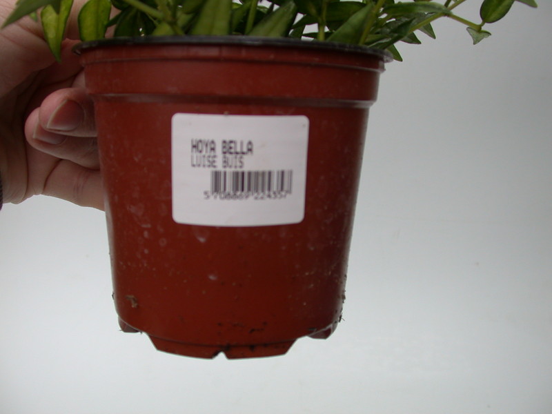 hoya bella louise buis 3987