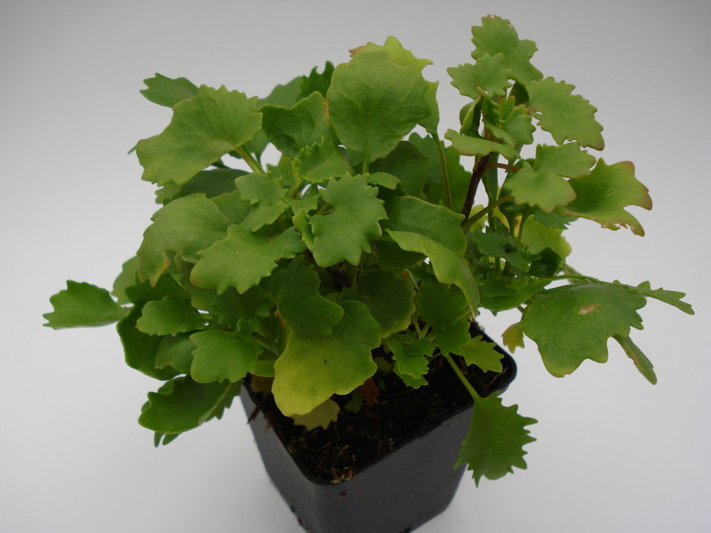 sedum popolifolium 757