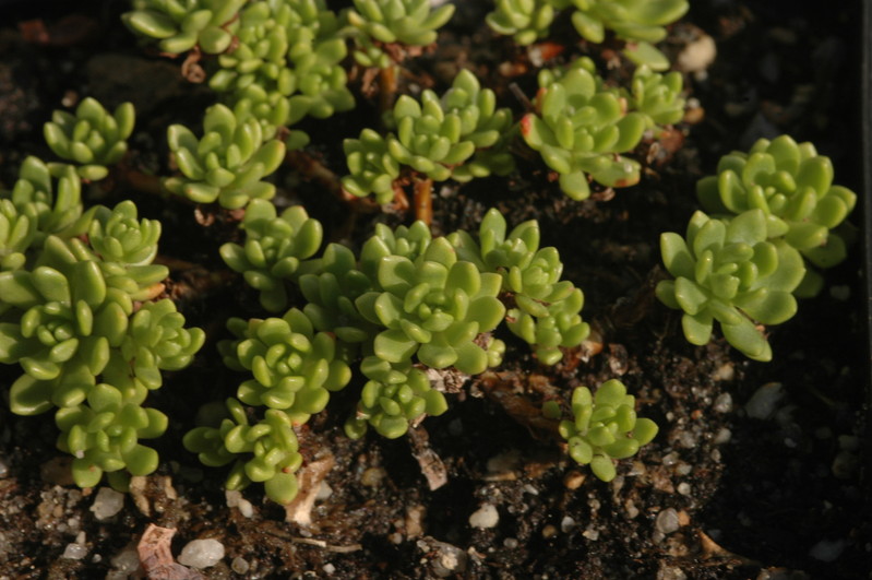 sedum trollii pakistan 1359