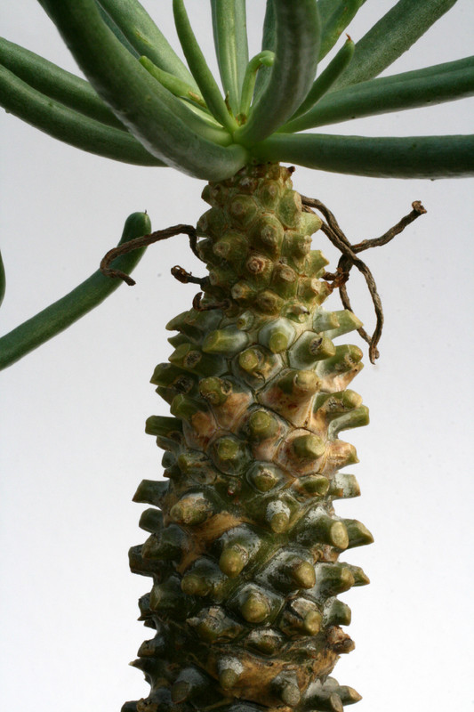 tylecodon wallichii 0750