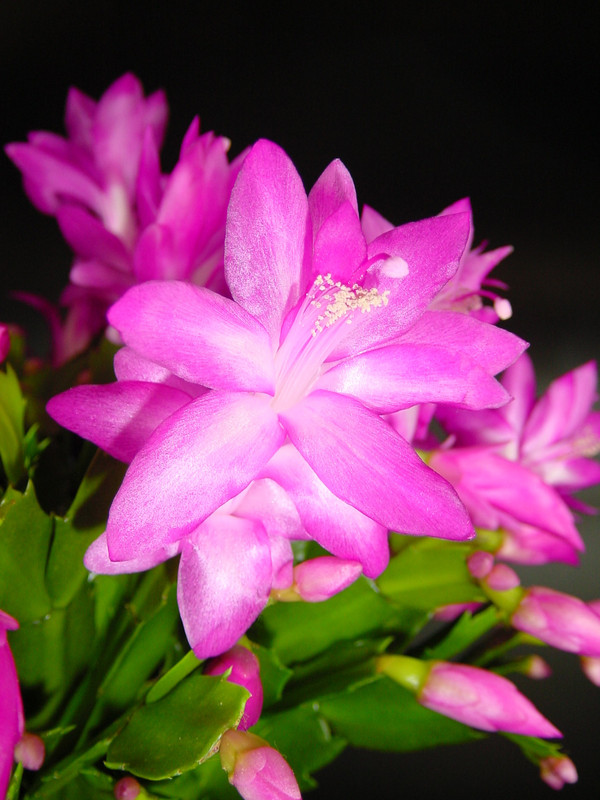 schlumbergera cyber dancer 2