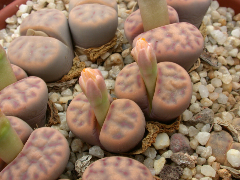 lithops dinteri multipunctata c181 03