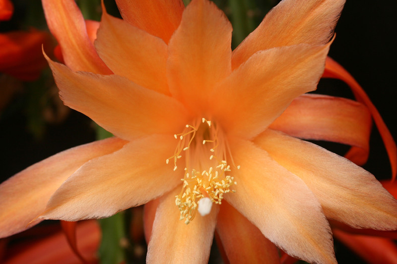 aporocactus orange queen 0015