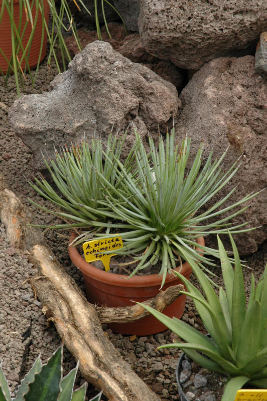 agave stricta echinoides