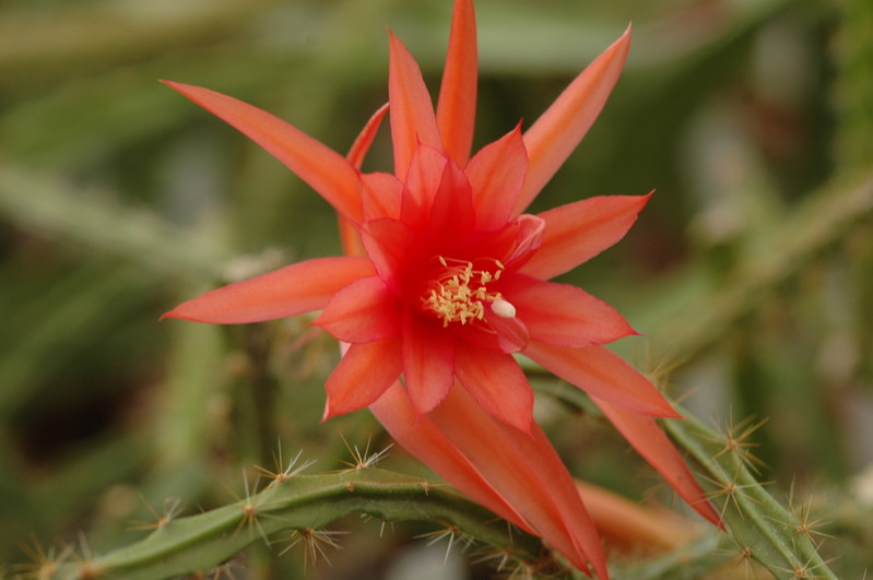 aporocactus englische hybride 31 1041